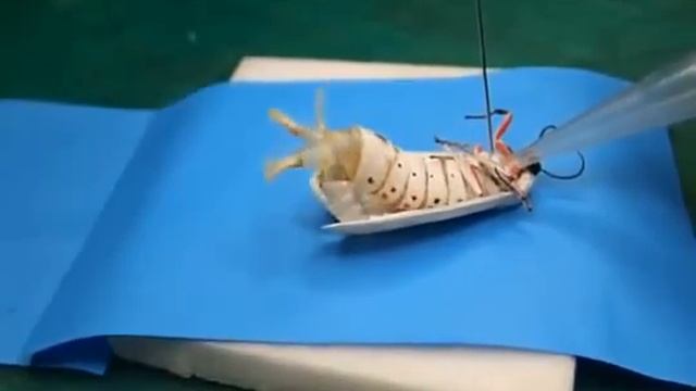 Футбольный свисток \ Inflation of androconial organs in male moth смотреть онлайн