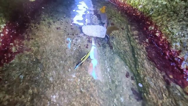 The climate changes suddenly. Rare giant shrimp and crab appeared. delicious crab смотреть онлайн