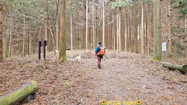 ●Live 20231209 [전남][장성] 축령산 치유의숲ㅎㅎ healing forest ??? #말티푸#산책#장성#한국 смотреть онлайн