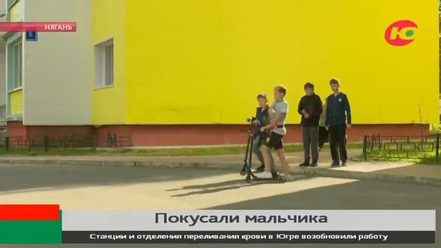 В Нягани после укуса собаки, мальчику склеивали рваные раны смотреть онлайн