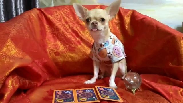 Страшная аллергия собаки на прививку. Говорящая собака блогер гадает на таро на завтра смотреть онлайн