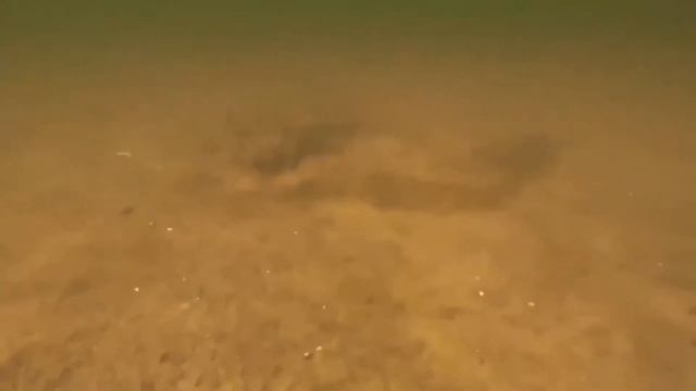 Лаборатория экологии морского бентоса СПБ ГДТЮ смотреть онлайн