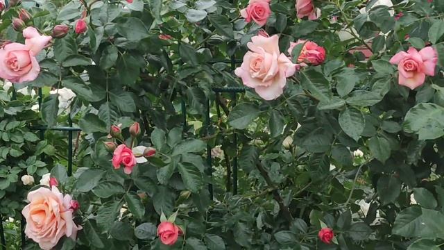 РОЗА Барок ( rose Barok) смотреть онлайн