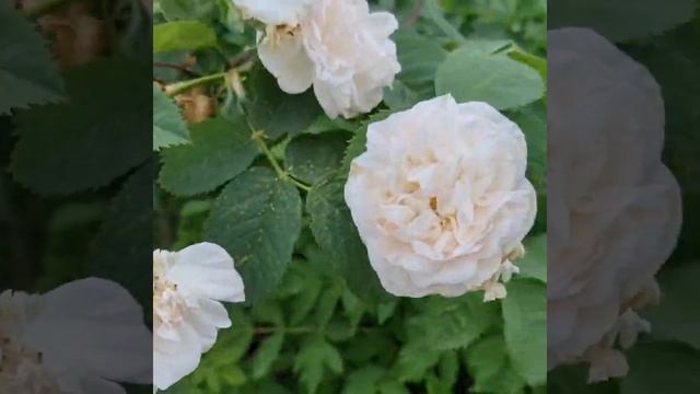 Роза плетистая белая)))) #розаплетистая смотреть онлайн