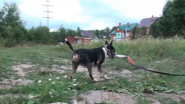 Бультерьер Арес бегаем смотреть онлайн