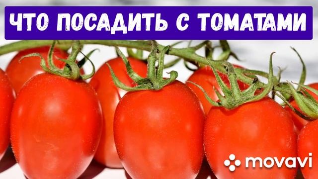 ЧТО ПОСАДИТЬ С ТОМАТАМИ? смотреть онлайн
