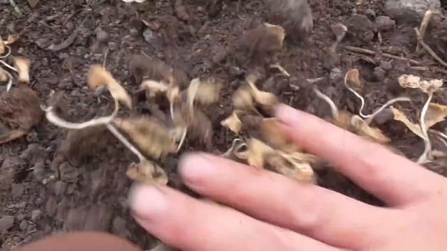 ПРИДЕТСЯ МЕНЯТЬ СХЕМУ ПОСАДКИ ТОМАТОВ! Ольга Чернова. смотреть онлайн