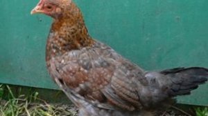 Разведение Ленинградской золотисто серой породы кур | Куры Ленинградские золотисто-серые