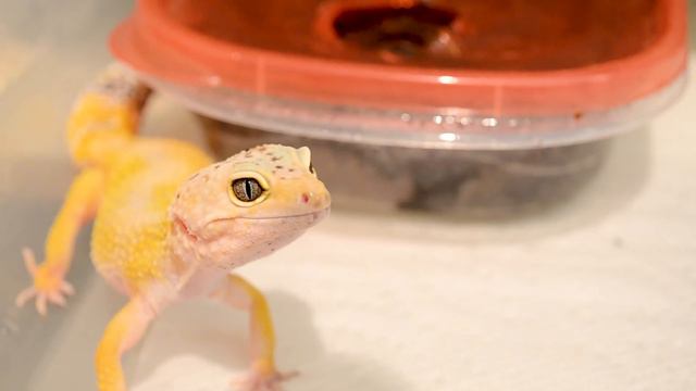 Top 5 BEST Pet Geckos! смотреть онлайн