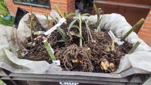 ? Лилии, хранение зимой.