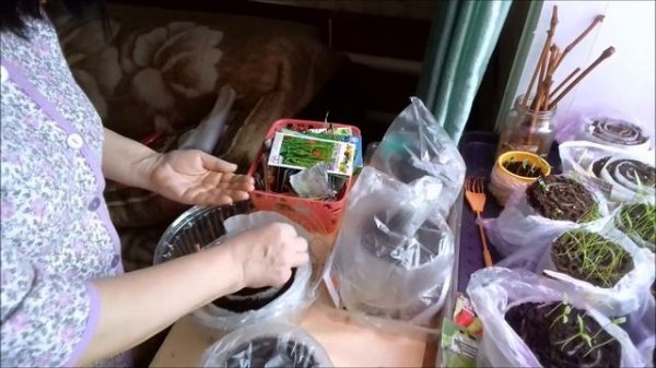 Разные Cпособы Посева лука-чернушки Лука-порея. В улитке