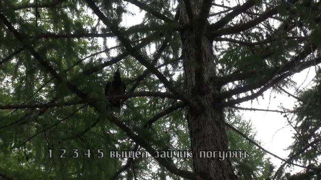 21 05 21 Вороненок выпал из гнезда Защита птенца Атака ворон Снято на видеокамеру смотреть онлайн