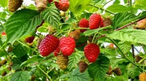 Малина сорт Лячка до 6кг с одного куста