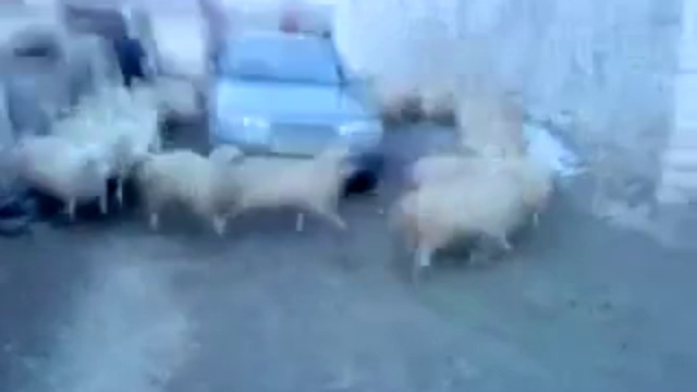 Бараны и автомобиль смотреть онлайн