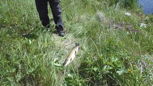 Щука в синей реке смотреть онлайн