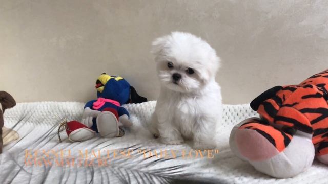 Maltese(мальтезе) смотреть онлайн