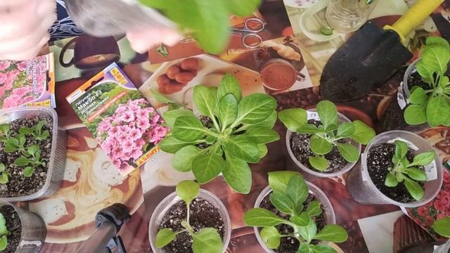 #308ПЕРЕЕЗДНАЮГСУРАЛА/СНЕГ ТАЕТ/ПЕРЕВАЛКА ПЕЛАРГОНИЙ/ПРИЩИПКА ПЕТУНИЙ/ВЗОШЕЛ ЛУК ЭКСИБИШЕН смотреть онлайн
