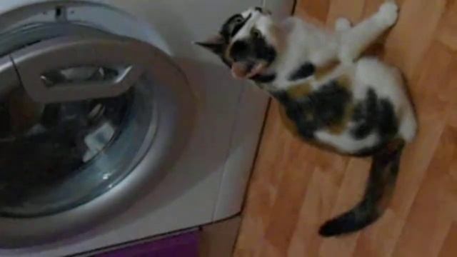 Кошка прачка смотреть онлайн