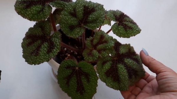 самые неприхотливые бегонии в моей коллекции