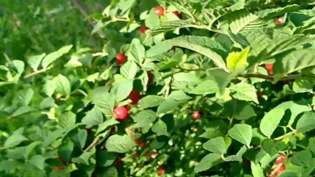 Обзор полезной и вкусной Войлочной (Китайской) вишни 🍒 смотреть онлайн