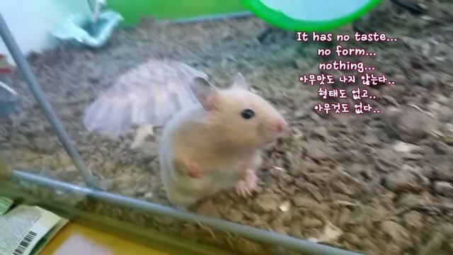 HAMSTER - Crazy Hamster смотреть онлайн