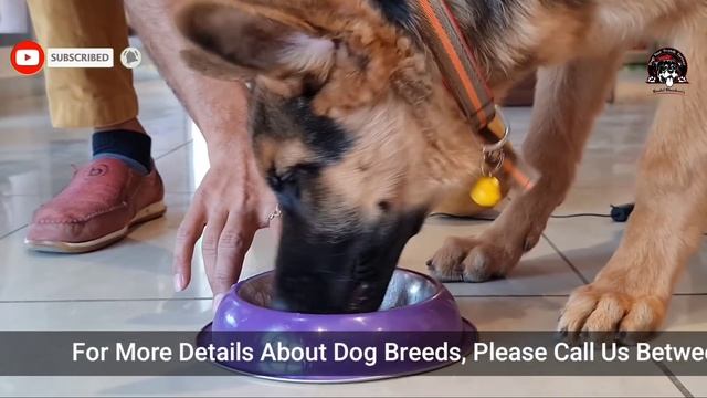 Deworming of DOG - Easy Way to Deworm your Puppy at Home || Dog Care Information || Baadal Bhandaar смотреть онлайн