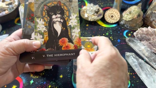 2023 New Grimalkins Curious Cats Tarot by MJ Cullinane Deck Flip Through #tarot #tarotcards смотреть онлайн