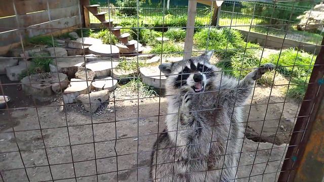 ЕНОТЫ В ЗООПАРКЕ "ЧУДЕСНЫЙ" смотреть онлайн
