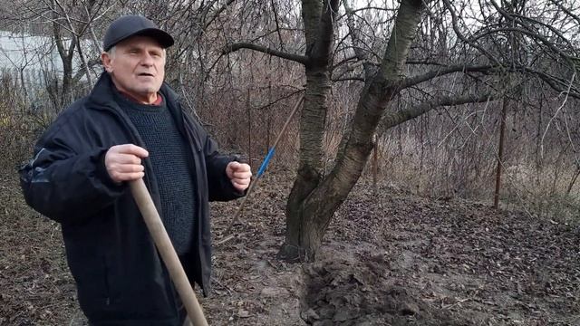 Перекопка деревьев перед первыми морозами как борьба с черешневой (вишневой) мухой смотреть онлайн