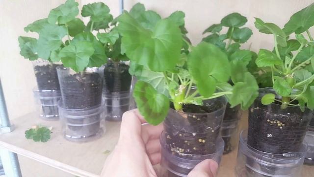 Пеларгония из семян и прищипка смотреть онлайн