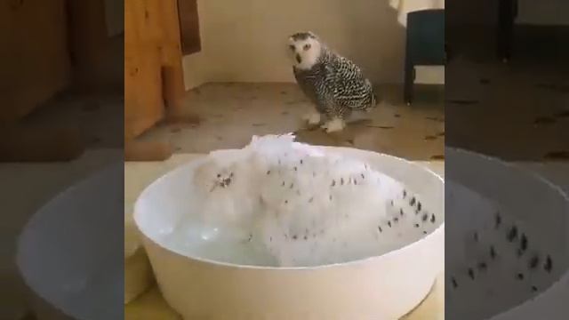 Совы много сов смотреть онлайн