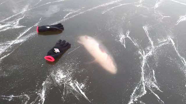 Огромный толстолобик подо льдом на Яченке... смотреть онлайн