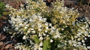 МОИ ГОРТЕНЗИИ. ГОРТЕНЗИЯ МЕТЕЛЬЧАТАЯ ДАРУМА.