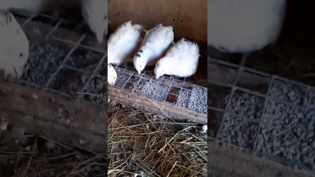 ВИДЕО КАК ПРАВИЛЬНО СОДЕРЖАТЬ ДОМАШНЮЮ ПТИЦУ? ГОРОХ ВСХОДИТ! смотреть онлайн
