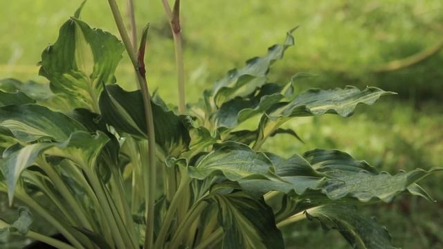Hosta Lakeside Paisley Print