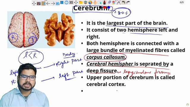 Human Brain: Fore Brain | Cerebral Hemisphere| Control And Coordination .