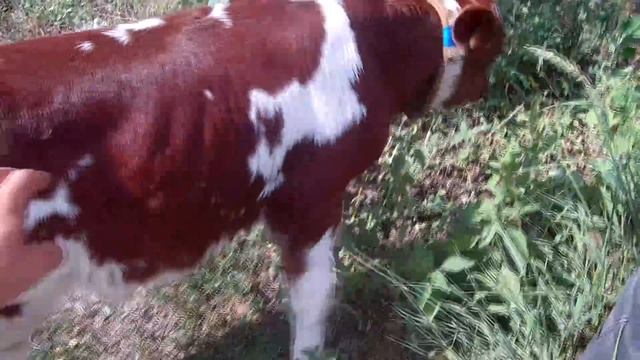 Выращивание быков / Откорм бычков на мясо смотреть онлайн