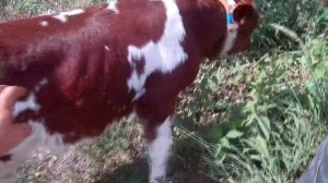 Выращивание быков / Откорм бычков на мясо