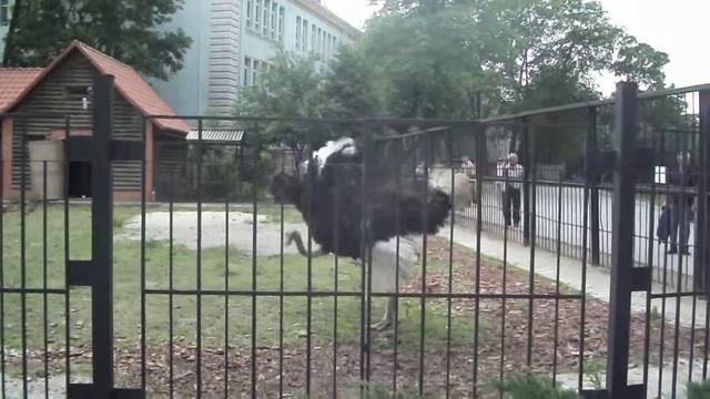 Страус танцует смотреть онлайн