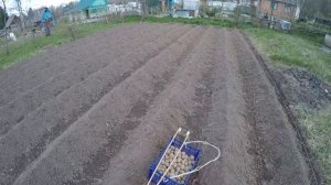 Посадка картофеля по Митлайдеру )Сорт картофеля Американка.
