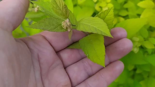 19 травня, прогулянка садом🌸квітнуть РОДОДЕНДРОНИ, ІРИСИ та АКВІЛЕГІЯ смотреть онлайн