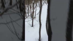 ПРИТРАВКА по Лосю!!! Лайка(зсл) натаска, первые шаги!!!