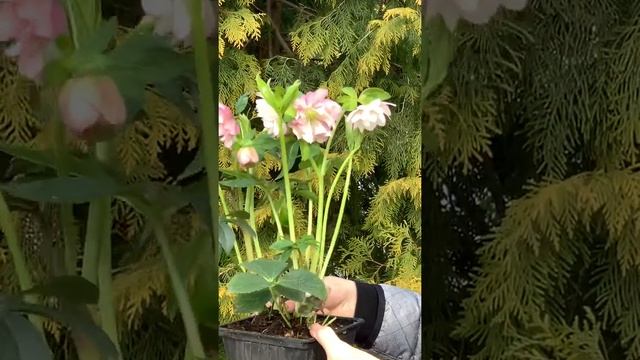 Наконец-то свежие цветочки, морозник Double Ellen Picotee и Double Ellen Pink смотреть онлайн