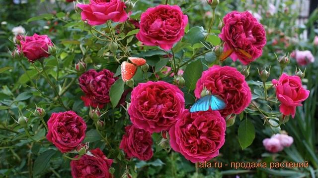 Роза флорибунда Вильям Шекспир ? обзор: как сажать, саженцы розы Вильям Шекспир смотреть онлайн