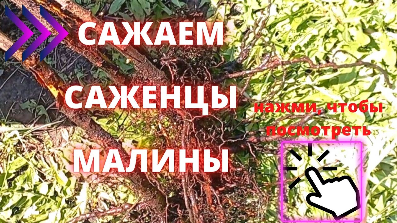 Как посадить саженцы малины