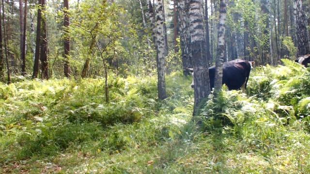 Бард прогоняет коров.WMV смотреть онлайн