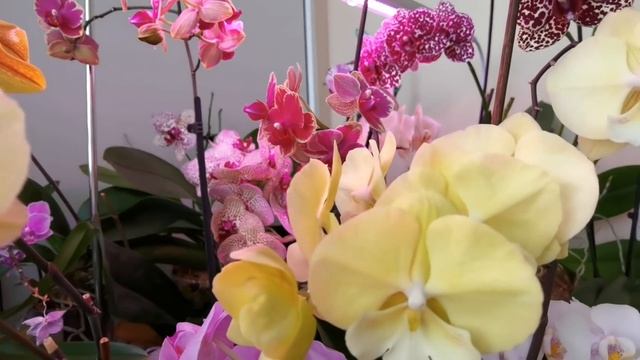 Это они - МОИ ОРХИДЕИ! Blooming Orchids.