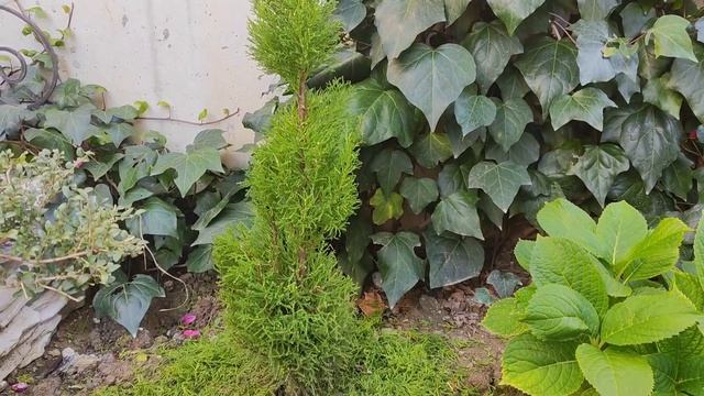 Стрижка МОЖЖЕВЕЛЬНИКА, углами!