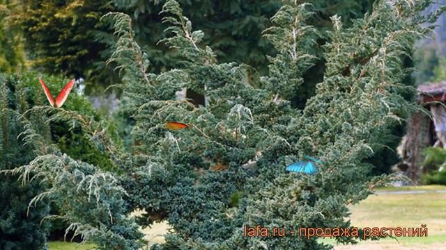 Можжевельник чешуйчатый Мейери (meyeri) ? обзор: как сажать, саженцы можжевельника Мейери