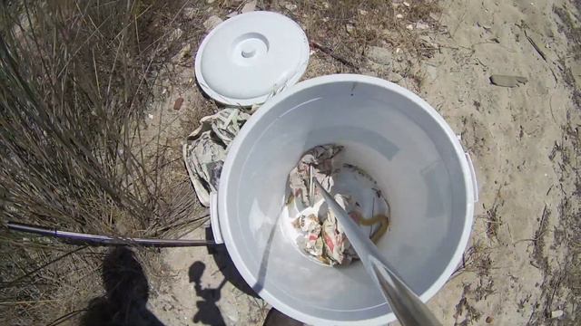 Subadult Cape Cobra rescued near Parklands (20180124) смотреть онлайн